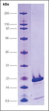 PC4, serine mutations human recombinant, expressed in E. coli, &#8805;80% (SDS-PAGE)