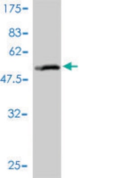 Monoclonal Anti-SLC27A4 antibody produced in mouse clone 1F4-1B10, purified immunoglobulin, buffered aqueous solution