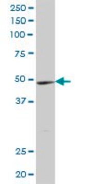 Anti-YTHDF2 antibody produced in mouse IgG fraction of antiserum, buffered aqueous solution