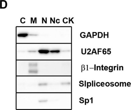 Anti-Integrin &#946;1 Antibody, a.a. 82-87, clone JB1A (a.k.a. J10) ascites fluid, clone JB1A (J10), Chemicon&#174;