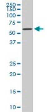 Monoclonal Anti-RIPK2 antibody produced in mouse clone 2C7, purified immunoglobulin, buffered aqueous solution