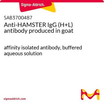 Anti-HAMSTER IgG (H+L) antibody produced in goat affinity isolated antibody, buffered aqueous solution