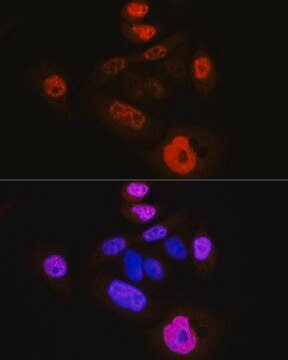 Anti-Phospho-YAP1-S127 antibody produced in rabbit