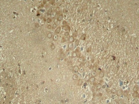 Anti-Phospho-Tau-S262 antibody produced in rabbit