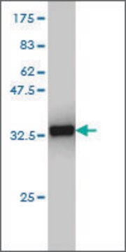 Monoclonal Anti-CX3CR1 antibody produced in mouse clone 2B11, purified immunoglobulin, buffered aqueous solution