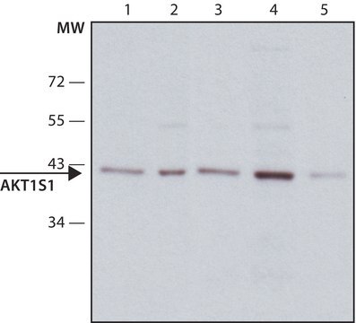 Anti-AKT1S1 antibody, Mouse monoclonal clone AKT1S1-3, purified from hybridoma cell culture