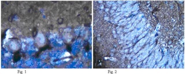 Anti-Potassium Channel Kv1.2 Antibody, clone K14/16 clone K14/16, from mouse