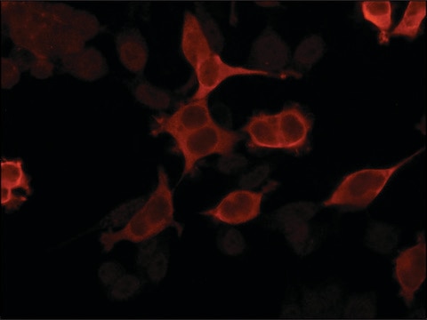 Anti-Importin 5 (C-terminal) antibody produced in rabbit ~1.0&#160;mg/mL, affinity isolated antibody