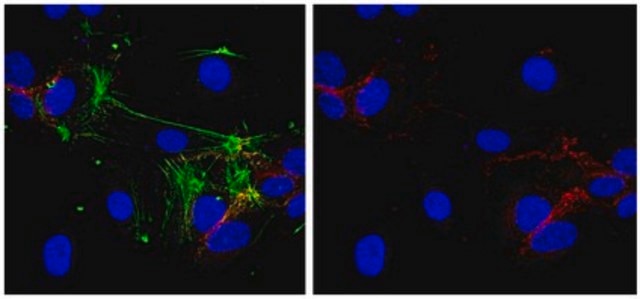 Anti-VE-cadherin Antibody, clone BV6 clone BV6, from mouse