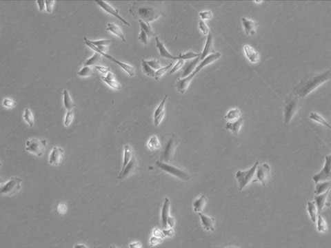 CHO-K1 Cell Line from hamster from hamster ovary, 85051005