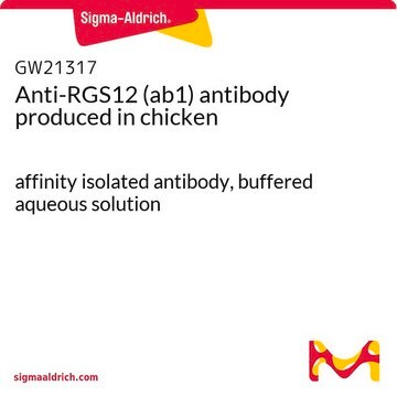 Anti-RGS12 (ab1) antibody produced in chicken affinity isolated antibody, buffered aqueous solution