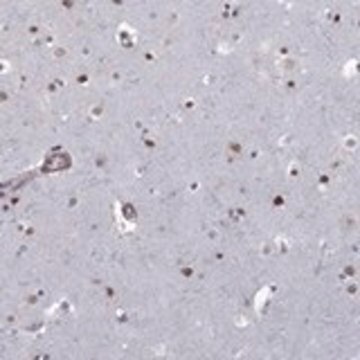 Anti-BRF1 antibody produced in rabbit Prestige Antibodies&#174; Powered by Atlas Antibodies, affinity isolated antibody, buffered aqueous glycerol solution