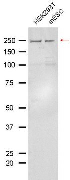 Anti-Virilizer/VIRMA Antibody, clone 1B7 ZooMAb&#174; Rabbit Monoclonal recombinant, expressed in HEK 293 cells