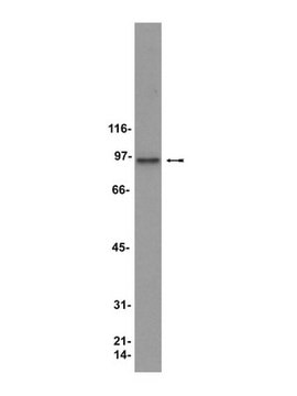 Anti-HSP90 Antibody clone D7a, Upstate&#174;, from mouse