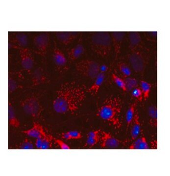 Anti-OPA1, clone 1OPA-1A8 Antibody ascites fluid, clone 10PA-1A8, from mouse