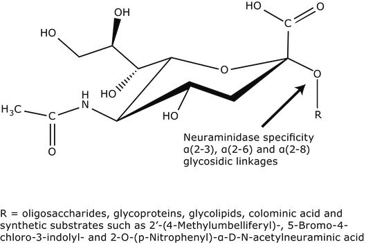 Neuraminidase from Clostridium perfringens (C.&nbsp;welchii) Suitable for manufacturing of diagnostic kits and reagents, Type V, lyophilized powder