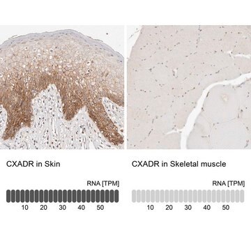 Anti-CXADR antibody produced in rabbit Prestige Antibodies&#174; Powered by Atlas Antibodies, affinity isolated antibody, buffered aqueous glycerol solution