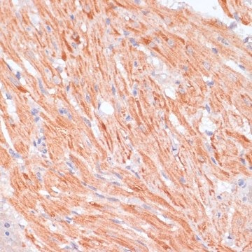 Anti-Caspase 9 antibody produced in rabbit