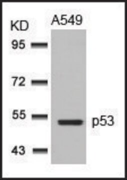 Anti-TP53 (Ab-315) antibody produced in rabbit affinity isolated antibody