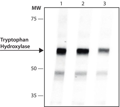 Anti-Tryptophan Hydroxylase antibody, Mouse monoclonal clone WH-3, purified from hybridoma cell culture