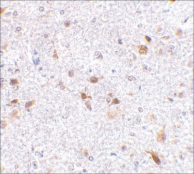 Anti-PDL-2 antibody produced in rabbit affinity isolated antibody, buffered aqueous solution