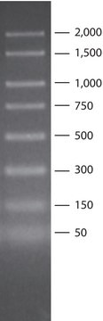 PCR 50 - 2,000 bp Marker for electrophoresis of PCR fragments