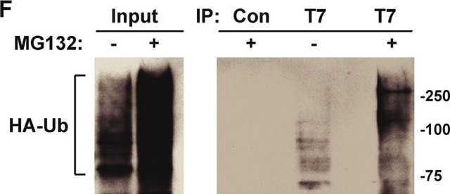 Anti-HA antibody produced in rabbit affinity isolated antibody, buffered aqueous solution