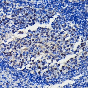 Anti- EZH2/KMT6 antibody produced in rabbit