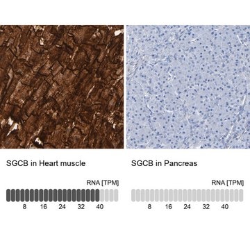 Anti-SGCB antibody produced in rabbit Prestige Antibodies&#174; Powered by Atlas Antibodies, affinity isolated antibody, buffered aqueous glycerol solution