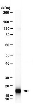 Anti-CD3 zeta (CD247) Antibody