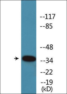 Anti-phospho-CREB (pSer142) antibody produced in rabbit affinity isolated antibody