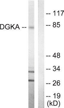 Anti-DGKA antibody produced in rabbit affinity isolated antibody