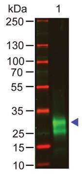 Anti-Rabbit IgG F(ab&#8242;)2, F(ab&#8242;)2 fragment, highly cross absorbed antibody produced in goat affinity isolated antibody, buffered aqueous solution