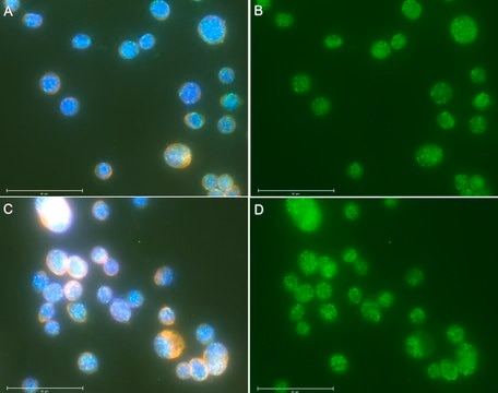 Anti-HHV-8 LANA1 Antibody, clone 1D10C3