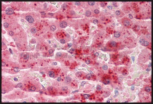 Anti-TSPAN4 antibody produced in rabbit affinity isolated antibody