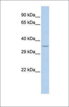 Anti-SPDYA (ab2) antibody produced in rabbit affinity isolated antibody