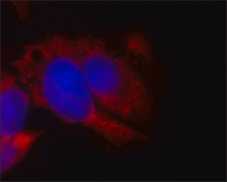 Monoclonal Anti-FMR1 antibody produced in mouse clone FMR2.5, hybridoma cell culture supernatant