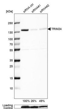 Anti-TRIM24 antibody produced in rabbit Prestige Antibodies&#174; Powered by Atlas Antibodies, affinity isolated antibody