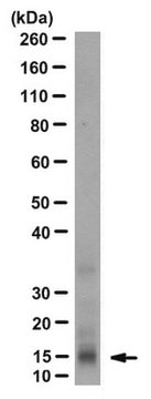 Anti-INK4b (p15) Antibody, clone GF10 (10C7A6) culture supernatant, clone GF10 (10C7A6), from mouse