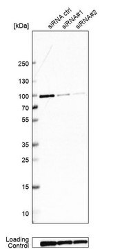 Anti-GSPT1 antibody produced in rabbit Prestige Antibodies&#174; Powered by Atlas Antibodies, affinity isolated antibody, buffered aqueous glycerol solution