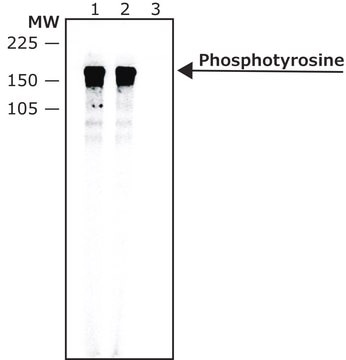 Anti-Phosphotyrosine antibody, Mouse monoclonal clone pT-154, purified from hybridoma cell culture