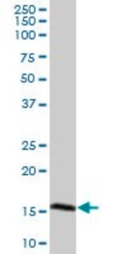 Anti-CAMP antibody produced in mouse IgG fraction of antiserum, buffered aqueous solution