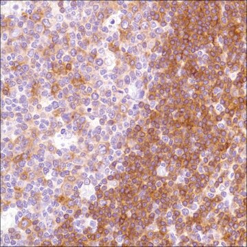 Anti-HLA-DP beta 1 antibody, Rabbit monoclonal clone SP229, recombinant, expressed in proprietary host, affinity isolated antibody