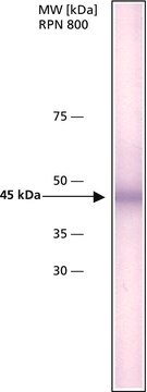 Anti-hABH1 antibody, Mouse monoclonal clone hABH1-151, purified from hybidoma cell culture