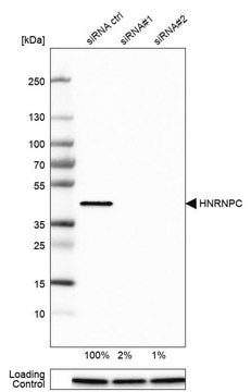 Monoclonal Anti-HNRNPC antibody produced in mouse Prestige Antibodies&#174; Powered by Atlas Antibodies, clone CL2593, purified immunoglobulin, buffered aqueous glycerol solution