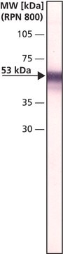 Monoclonal Anti-Ornithine Decarboxylase (ODC) antibody produced in mouse clone ODC-29, ascites fluid