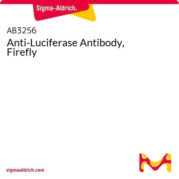 Anti-Luciferase Antibody, Firefly