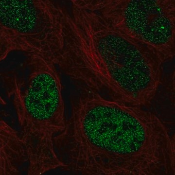 Anti-PAX3 antibody produced in rabbit Prestige Antibodies&#174; Powered by Atlas Antibodies, affinity isolated antibody