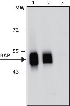 Anti-Bacterial Alkaline Phosphatase (BAP, PhoA) antibody, Mouse monoclonal clone BAP-77, purified from hybridoma cell culture