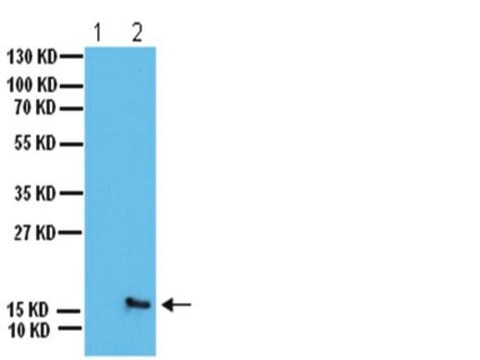 Anti-phospho-H2A.X (Ser139) Antibody Upstate&#174;, from rabbit